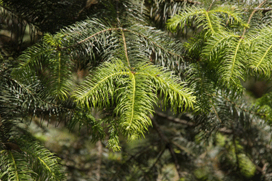 Abies flinckii