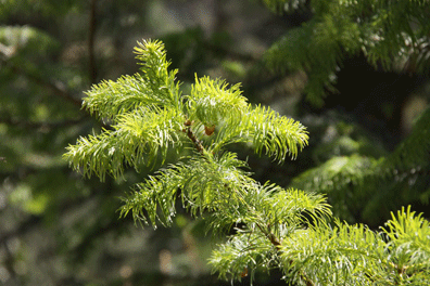 Abies flinckii