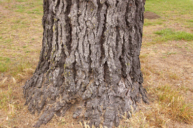 Cupressus macrocarpa