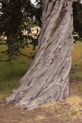 Cupressus macrocarpa
