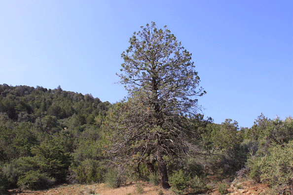 Cupressus nevadensis