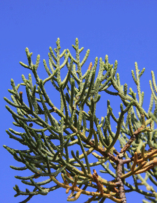 Cupressus nevadensis