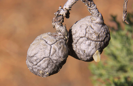 Cupressus nevadensis