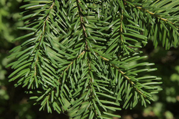 Abies amabilis