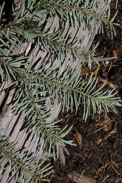 Abies amabilis