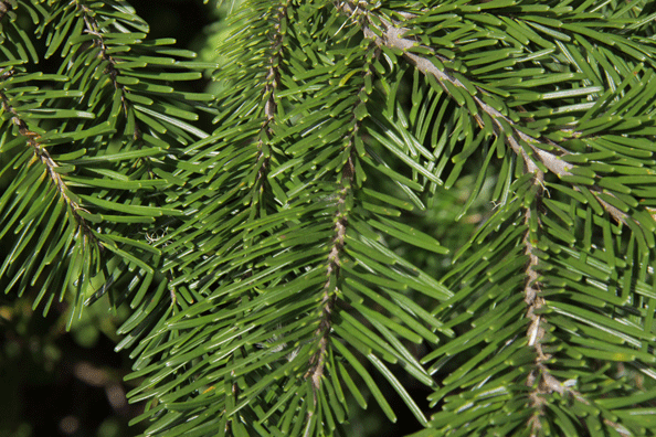 Abies amabilis