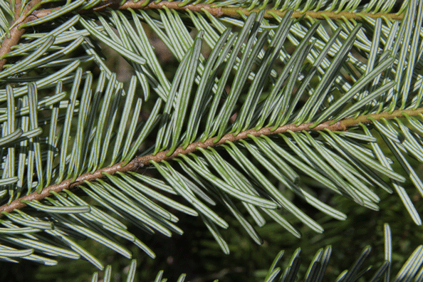 Abies amabilis