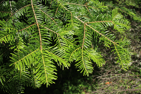 Abies grandis