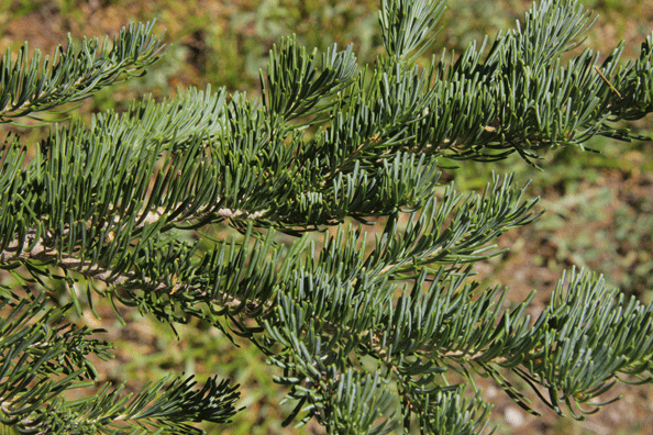 Abies lasiocarpa