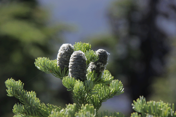 Abies lasiocarpa