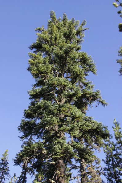 Abies magnifica