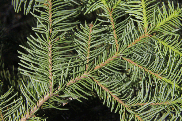 Abies magnifica