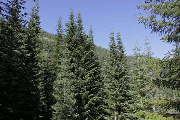 Abies procera