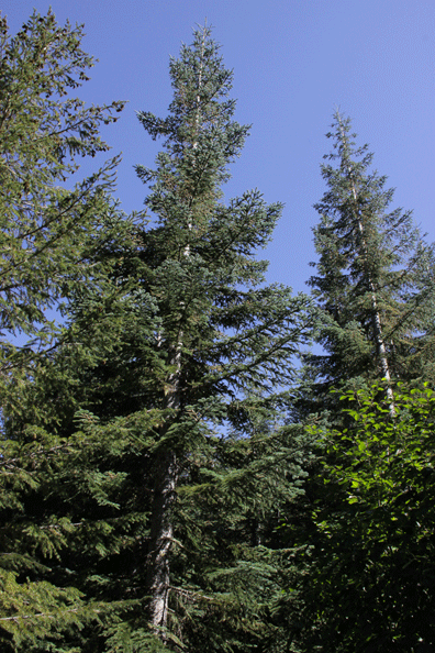 Abies procera