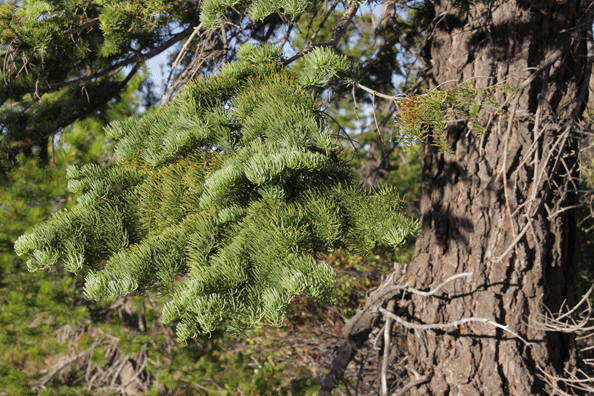 Abies procera