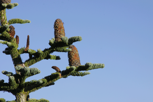 Abies procera