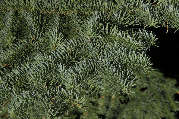 Abies procera