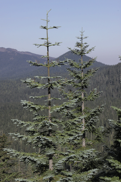 Abies procera