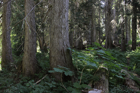 Cupressus nootkatensis