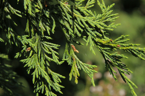 Cupressus nootkatensis