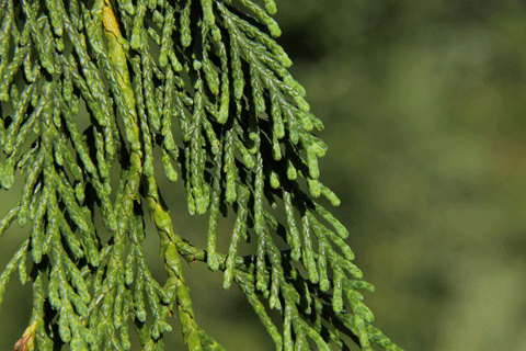 Cupressus nootkatensis