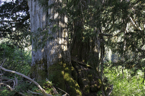 Cupressus nootkatensis