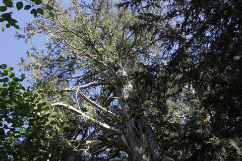 Cupressus nootkatensis