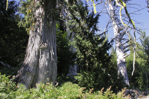 Cupressus nootkatensis