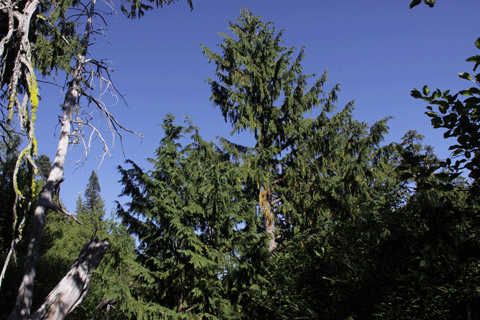 Cupressus nootkatensis