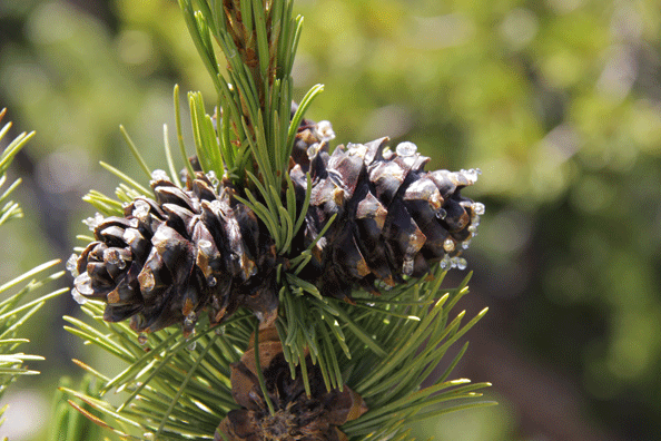 Pinus albicaulis
