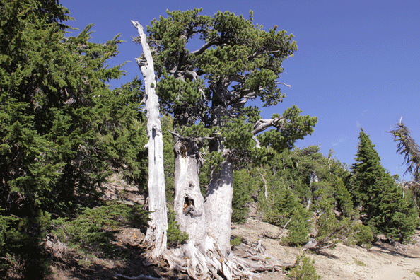 Pinus albicaulis