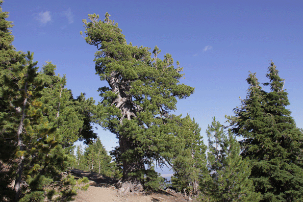 Pinus albicaulis