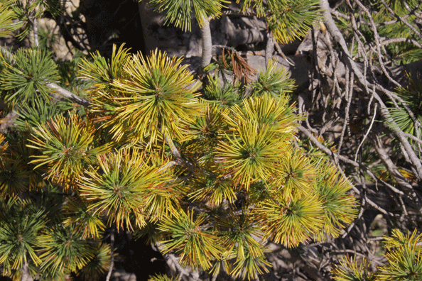 Pinus albicaulis