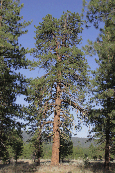 Pinus benthamiana