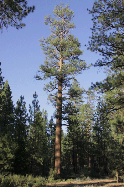 Pinus benthamiana