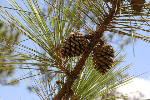Pinus hondurensis