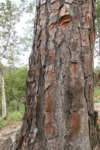 Pinus hondurensis