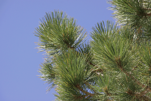 Pinus washoensis