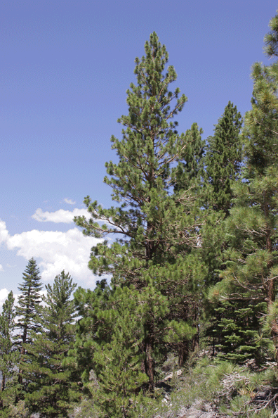Pinus washoensis