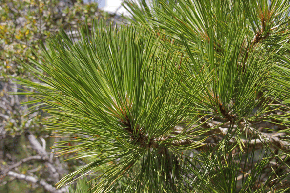 Pinus washoensis