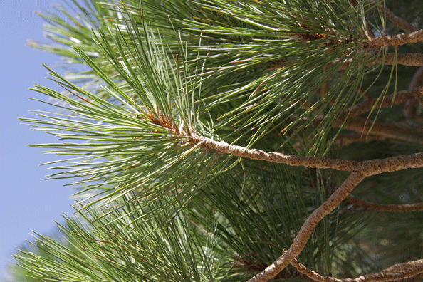 Pinus washoensis