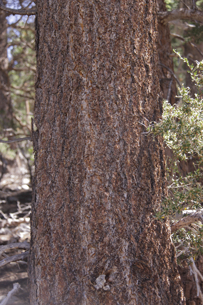 Pinus washoensis