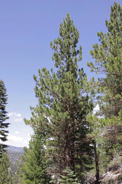 Pinus washoensis