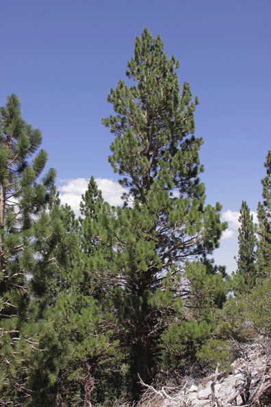 Pinus washoensis