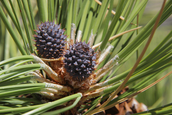 Pinus washoensis