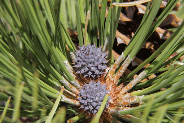 Pinus washoensis