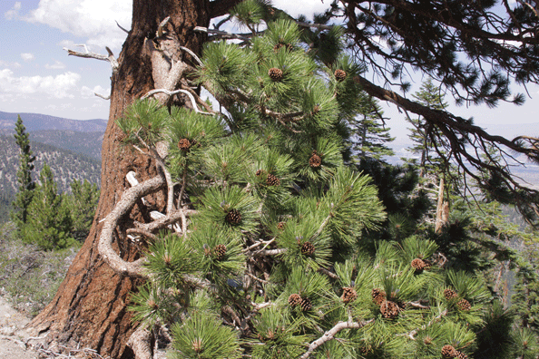 Pinus washoensis