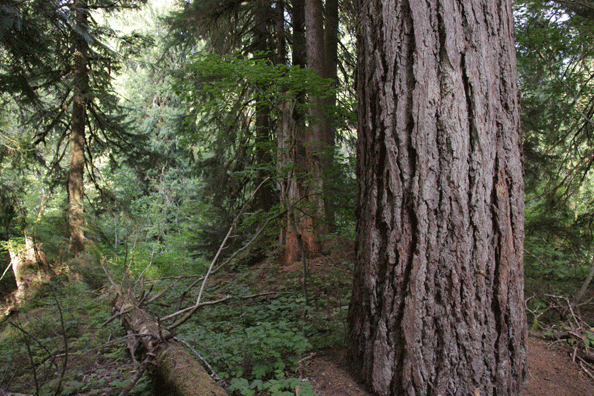 Pseudotsuga menziesii