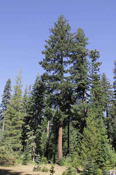 Pseudotsuga menziesii