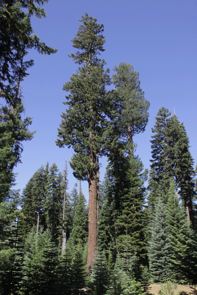 Pseudotsuga menziesii